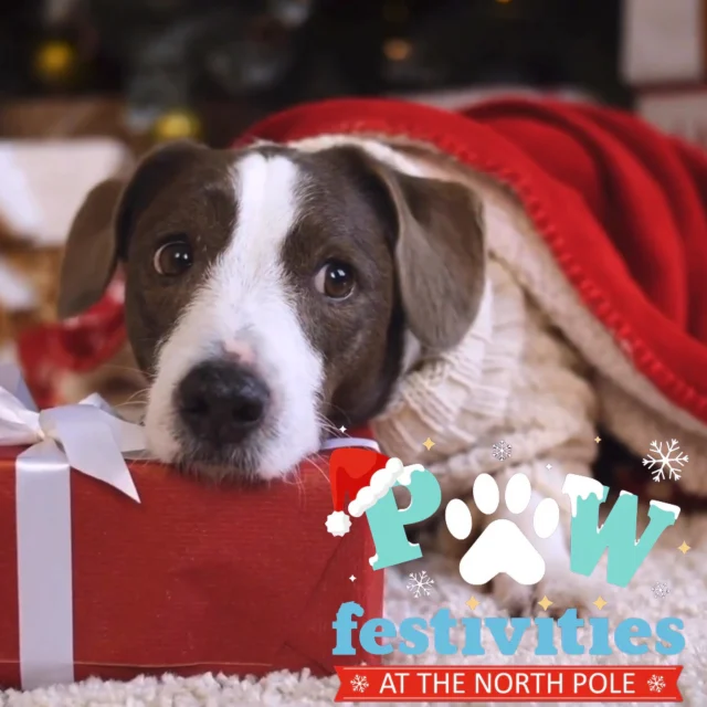 🎅🐾 Only TWO weeks to go until PawFestivities at the North Pole! 🎄✨ Get ready to bring your furry friends to the magical world of Santa's Grotto with festive fun, games, and plenty of treats! 🎁🐶

Don’t miss the chance to make unforgettable holiday memories with your dogs. Book your spot now to secure your place in Santa’s good books! 📅❄️

#PawFestivities #SantasGrotto #ChristmasMagic #TwoWeeksToGo #FestiveFun #PetLovers #HolidaySeason