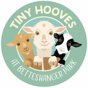 Pygmy Goat Experience at Betteshanger Park