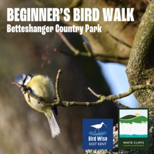 Beginner's Bird Walk