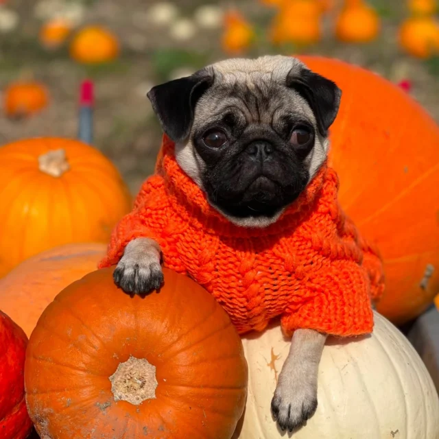 Pawfest’s Spooktacular Dog Show is coming to Betteshanger Park as part of Pupkin Patch this Halloween! Bring your four-legged friend along for wagging tails, spooky outfits and plenty of personality.

📅 Saturday 24 October 2026
🕛 Dog show classes start at 12pm

Find your pup’s perfect category, including:

👻 Spookiest Pup – show off their Halloween outfit
✨ Trick or Treat – let those clever tricks shine
🐕 Howl-o-ween Heroes – a celebration of rescue dogs
🐾 Waggiest Tail of Terror – let that happy tail do the talking!

With puppy and veteran classes too, there are plenty of chances for your best friend to take centre stage. 🧡

For more info, please visit the Pawfest website.
